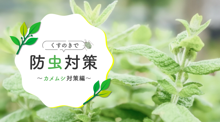 「くすのき（樟脳）」で防虫対策～カメムシ対策編～